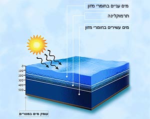 תרמוקלינה